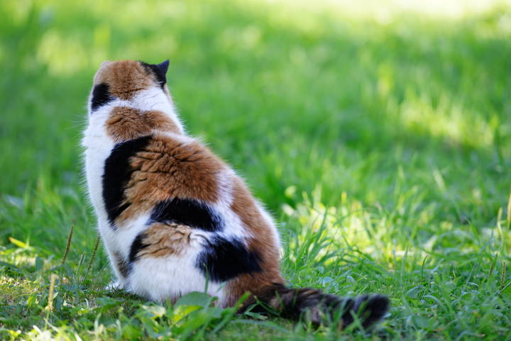 Cat not deals cleaning bum properly